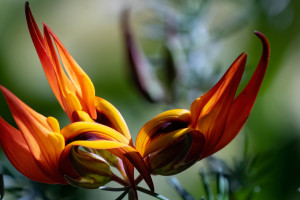 万众期待！2026世界杯官方声明，一场足球狂潮！